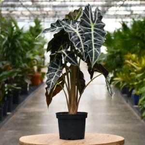 alocasia amazonica polly