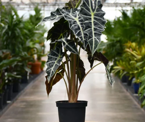 alocasia amazonica polly