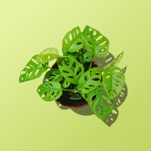La monstera adansonii : Fiche d'entretien