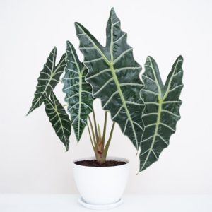 Alocasia Polly