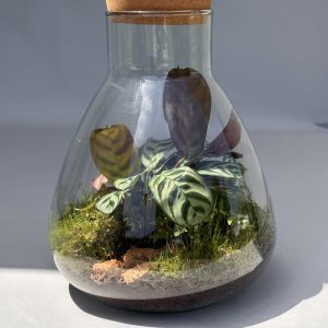 Terrarium "Jardin de Lumière", Éclairage Intégré