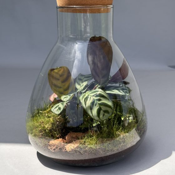 Terrarium "Jardin de Lumière", Éclairage Intégré
