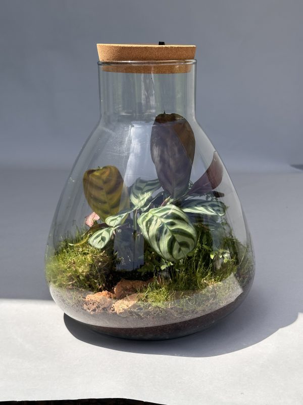 Terrarium "Jardin de Lumière", Éclairage Intégré