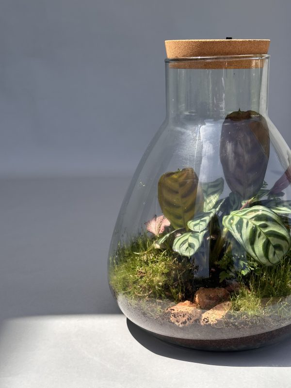 Terrarium "Jardin de Lumière", Éclairage Intégré – Image 5
