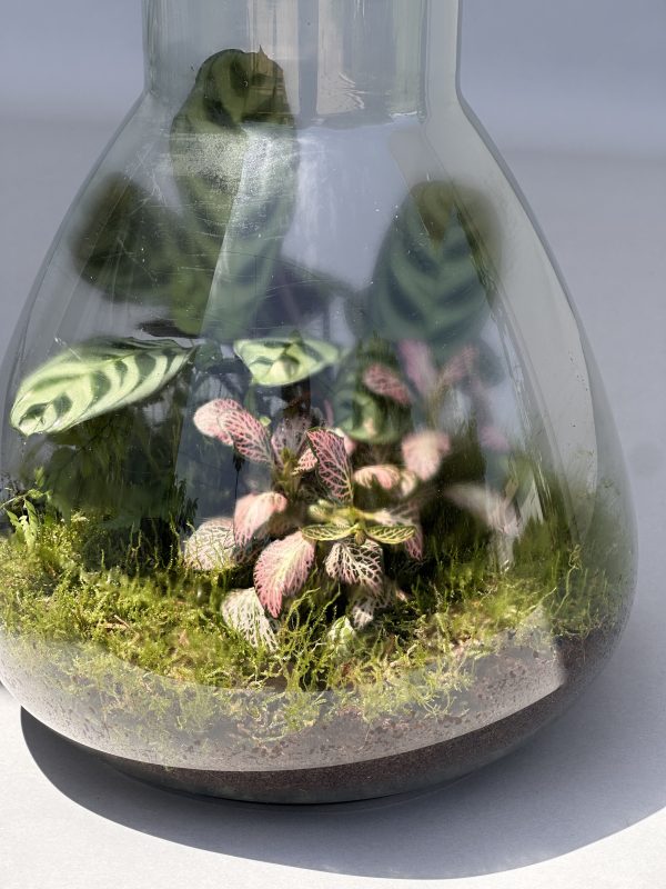 Terrarium "Jardin de Lumière", Éclairage Intégré – Image 2