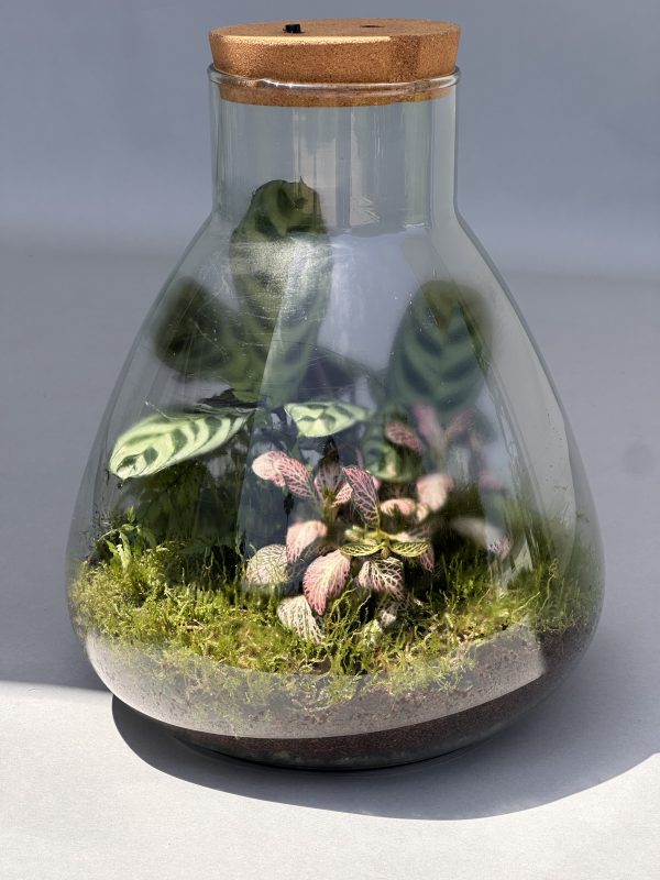 Terrarium "Jardin de Lumière", Éclairage Intégré – Image 6