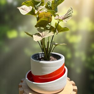 Syngonium Pink