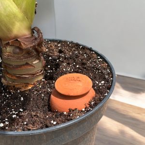 Oyas d'arrosage en terre cuite T&C