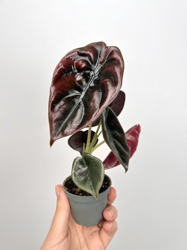 Alocasia cuprea – Image 2