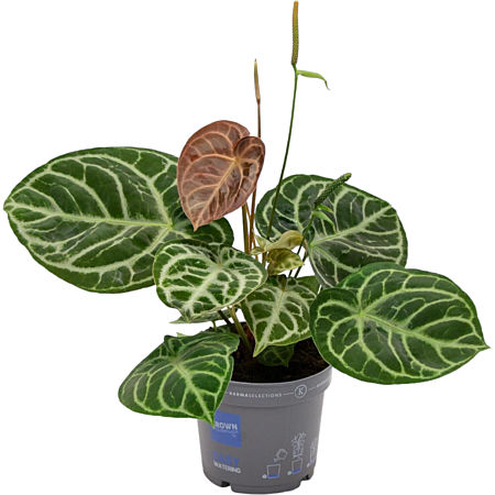 Anthurium hybride