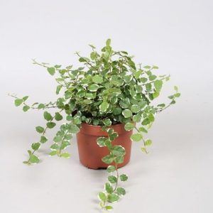 Ficus Pumila white sunny