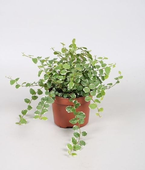 Ficus Pumila white sunny