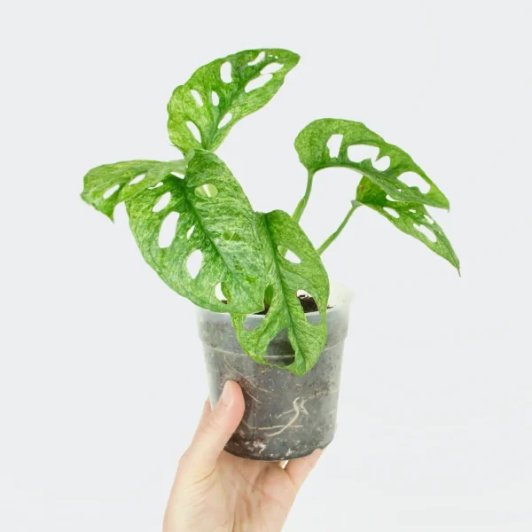 Monstera adansonii mint – Image 2
