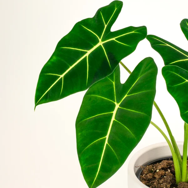Alocasia Frydek – Image 2