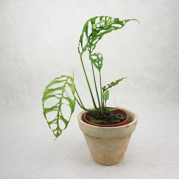 Monstera obliqua Peru – Image 2