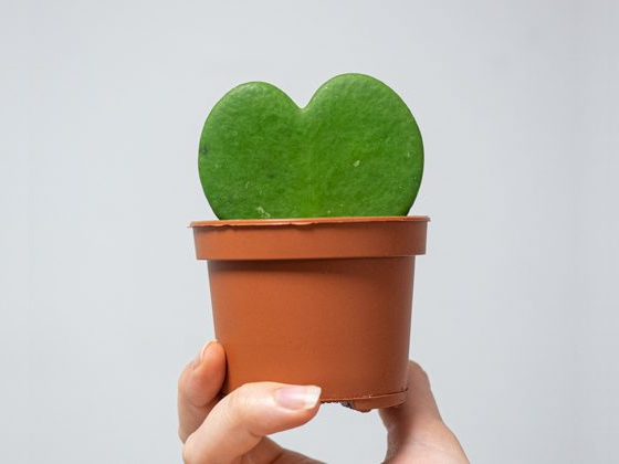 Hoya kerrii o Planta Corazon - Tarikandcharlie