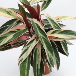 Stromanthe Thalia Triostar Rose