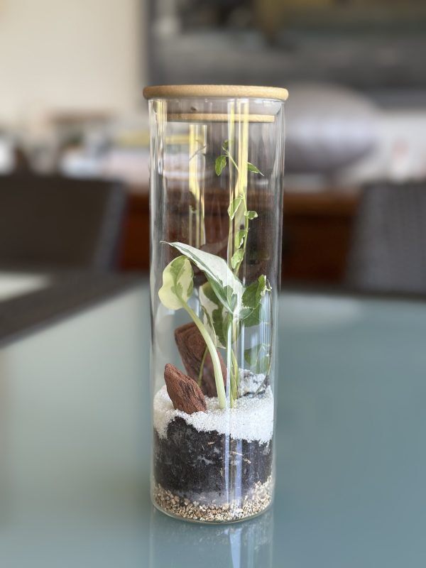 Terrarium cylindrique mini – Image 3