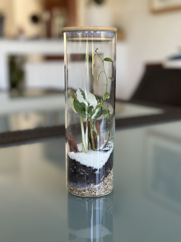 Terrarium cylindrique mini – Image 4