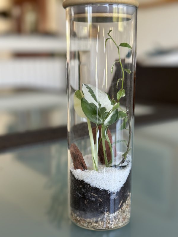 Terrarium cylindrique mini – Image 5