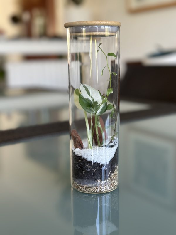 Terrarium cylindrique mini – Image 2