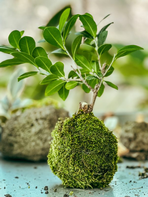 Kokedama Ficus retusa – Image 3