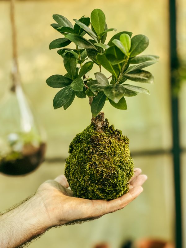 Kokedama Ficus retusa – Image 2