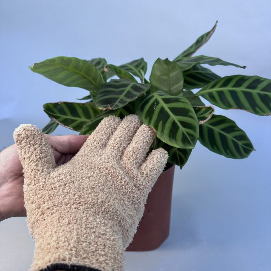 Gants de nettoyage pour plantes