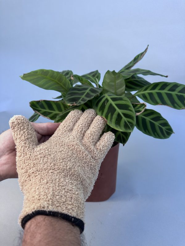 Gants de nettoyage pour plantes