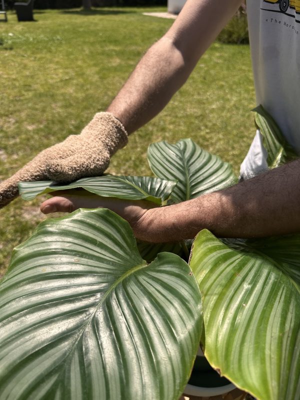Gants de nettoyage pour plantes – Image 2