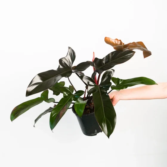Philodendron Florida Bronze