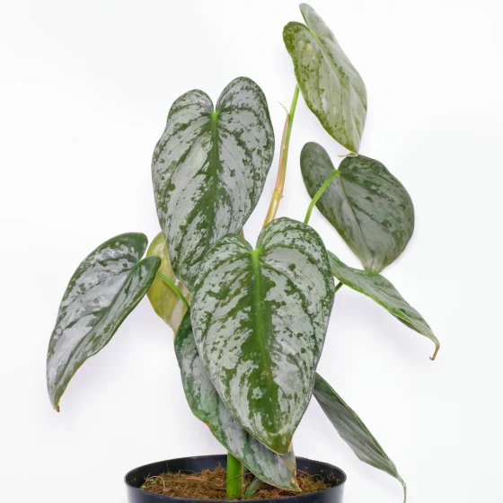 Philodendron Brandtianum