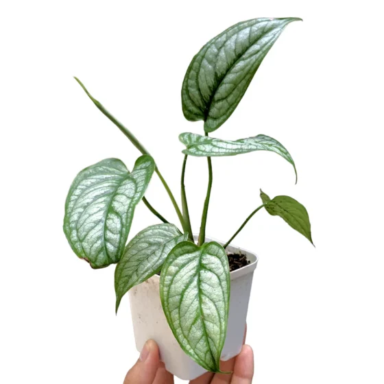 Philodendron Siltepecana