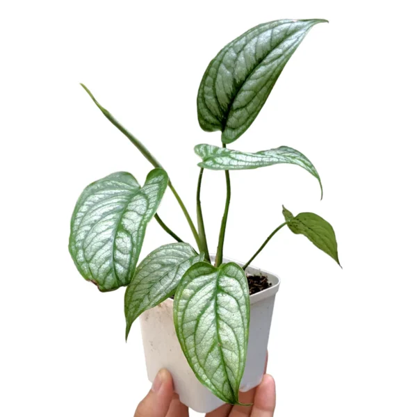 Philodendron Siltepecana