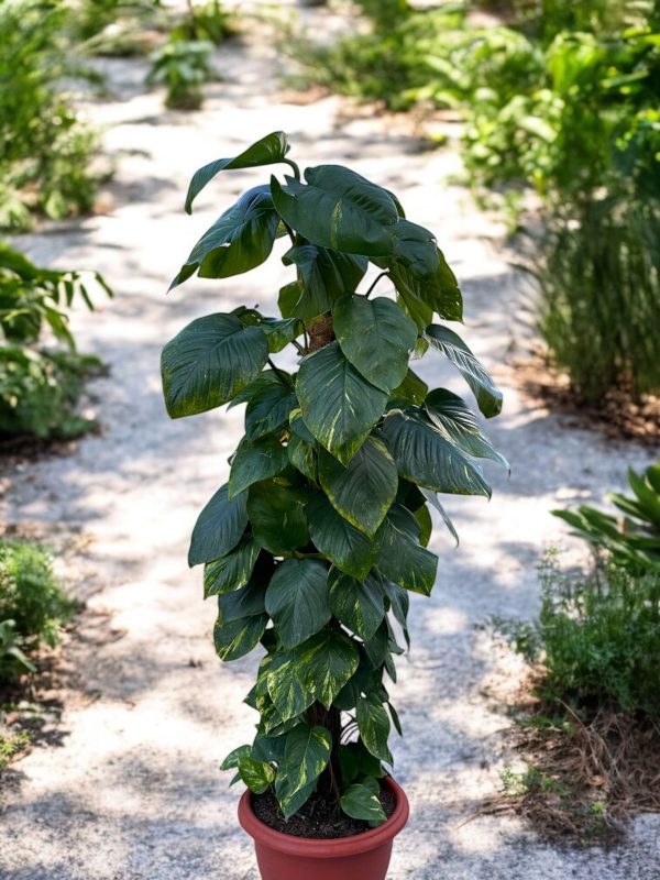 Epipremnum aureum (pothos doré) – Image 2