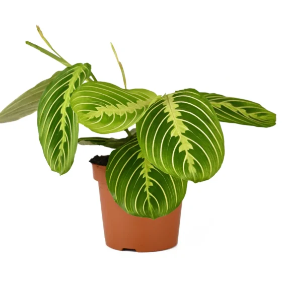 Maranta Lemon Lime