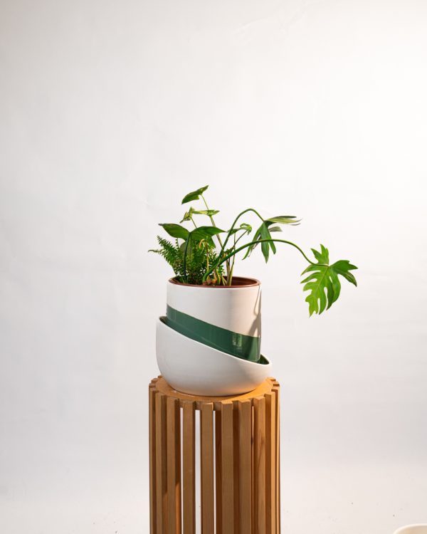 Oasis feuillue