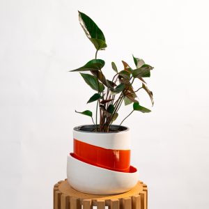 Anthurium Andreanum Dark Red