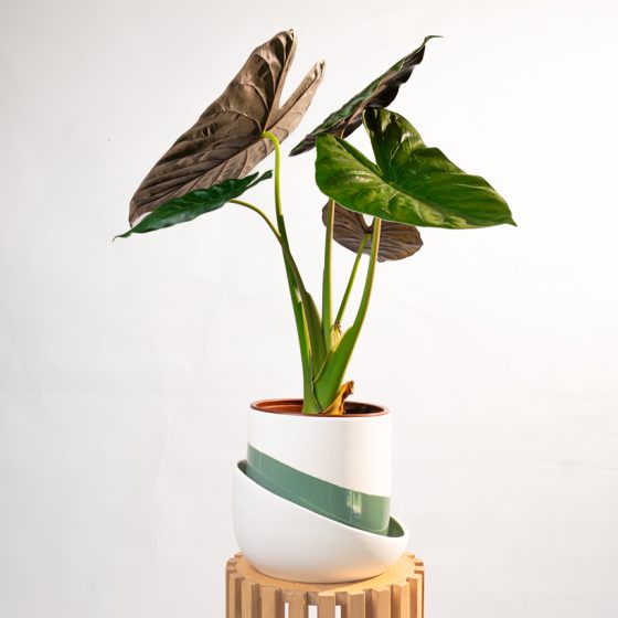 Alocasia Wentii