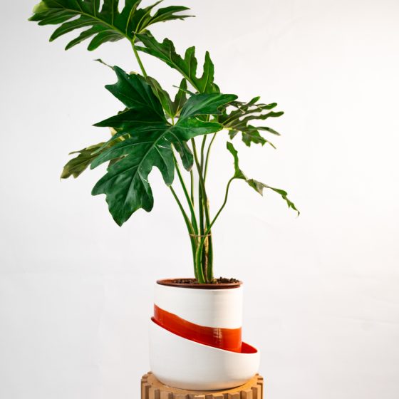 Philodendron selloum