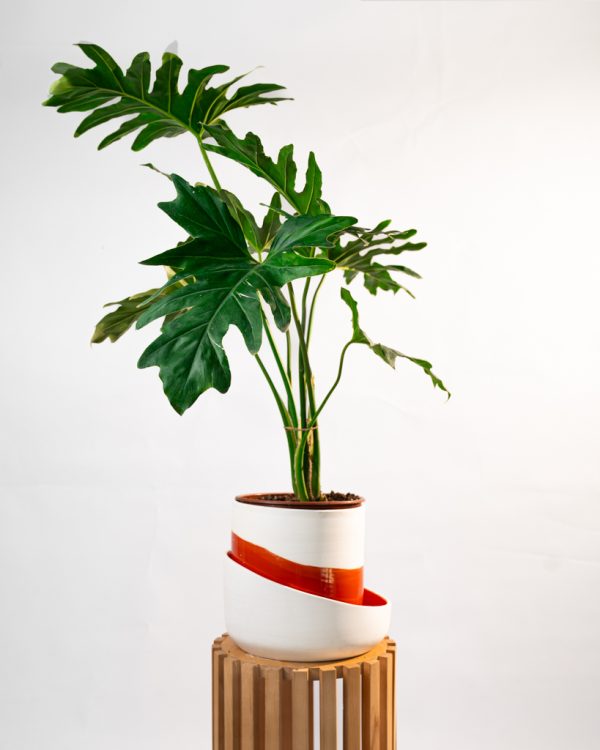 Philodendron selloum