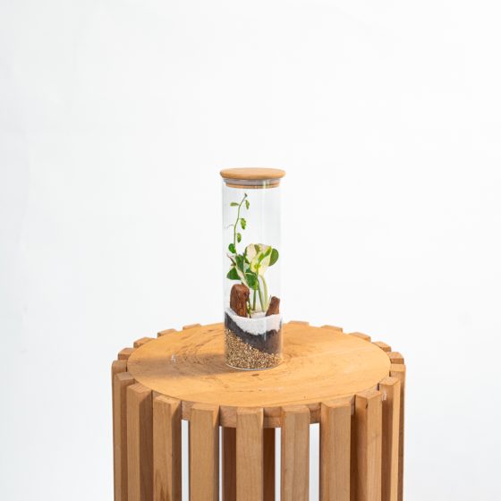 Terrarium cylindrique mini