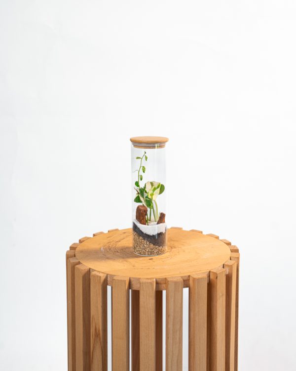 Terrarium cylindrique mini