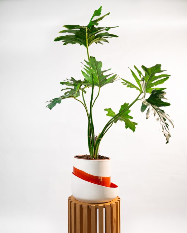 Philodendron selloum – Image 2