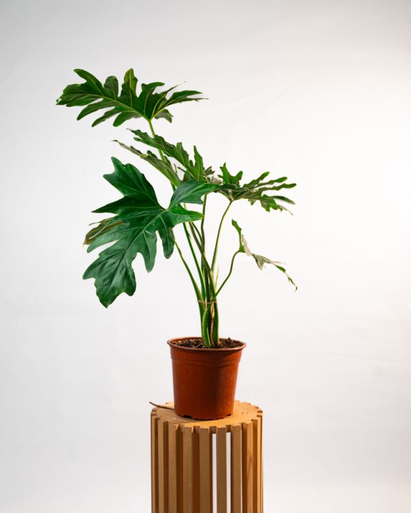 Philodendron selloum – Image 3