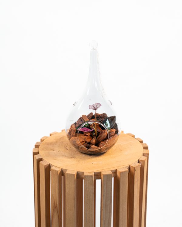 Terrarium suspendu – Bégonia & bois flotté – Image 2