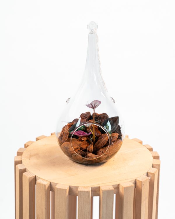Terrarium suspendu – Bégonia & bois flotté – Image 3