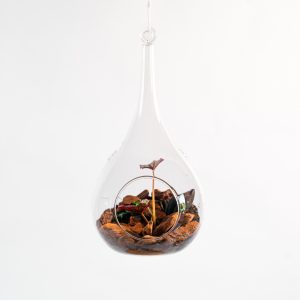 Terrarium suspendu – Bégonia & bois flotté
