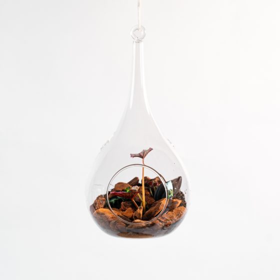 Terrarium suspendu – Bégonia & bois flotté