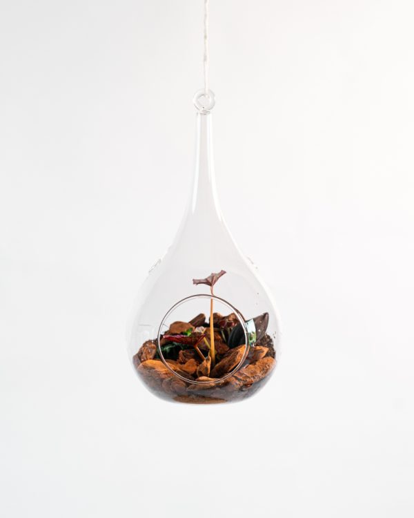 Terrarium suspendu – Bégonia & bois flotté